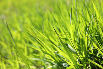 Obraz premium Green grass in sunlight, blurred background. Fresh spring or summer nature, sunny meadow