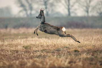 Fototapeten A wild, jumping roe deer with red antlers in the field. Animal on the move in the wilderness © Adam