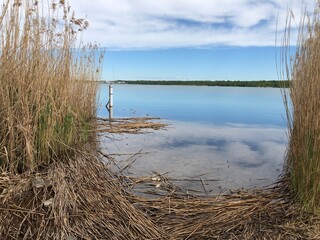 Fototapeta premium Seeblick Uferböschung Schilf2