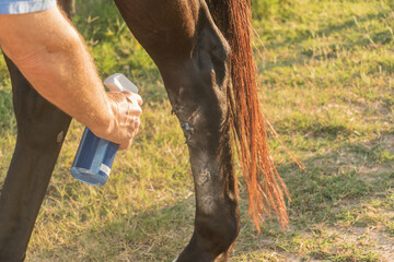 Man doctoring a horse injury 
