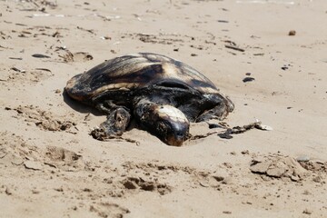Death sea turtle on a beach
