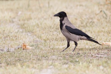 Hooded crow, Corvus cornix