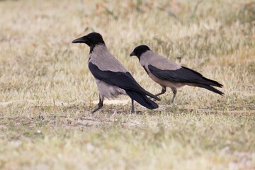 Hooded crows, Corvus cornix