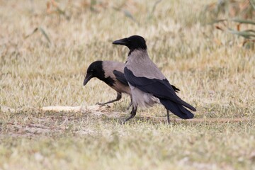 Hooded crows, Corvus cornix