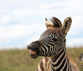 Fototapeta na wymiar Laughing zebra