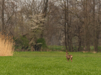 Young deer on spring color meadow in Ostrava area in Moravia