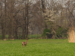 Obraz na płótnie Canvas Young deer on spring color meadow in Ostrava area in Moravia