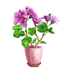 Blooming geranium in a ceramic pot. Hand drawn watercolor painting isolated on white background. Pink pelargonium flower postcard. Botanical design element. Houseplants. Fragrant bouquet.