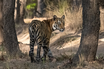 A wild tiger standing in the forest in India, Madhya Pradesh, close portrait 
