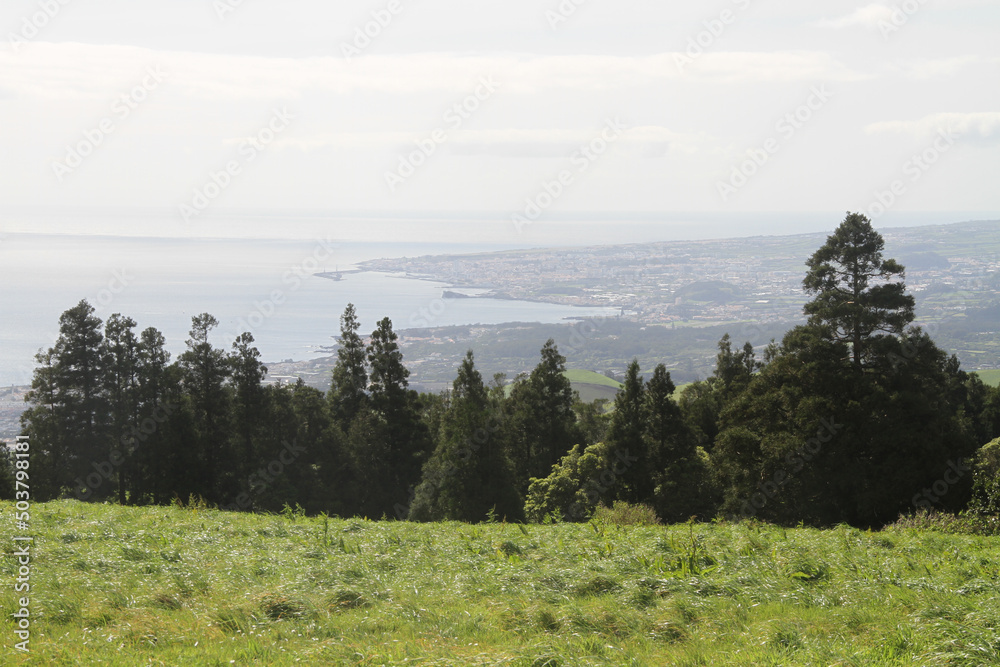Wall mural mysterious view of a forest with pine trees and the coast visible in far
