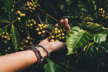 Unrecognizable female agronomy with stylish bracelets accessory touching caffeine beans while go...