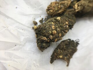 cannabis sativa hemp drug seeds made in india