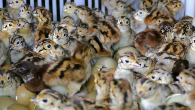 Pheasant chicks in farm hatchery. Baby pheasant in incubator, close up chicks hatched from an eggs, after breeding they are released into the wild