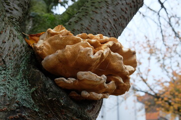 FU 2020-11-01 Natur 10 Am Baum wächst ein Pilz