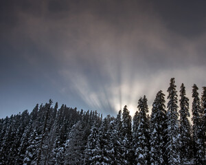 Sun rays between clouds and behind snow caped deodar trees.