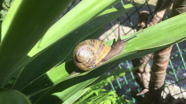 Snail (Helix Pomatia) slowly crawling on a dracena leaf in a backyard garden 