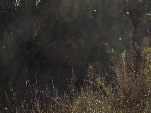 Swarm gnats flying at the edge of the woods