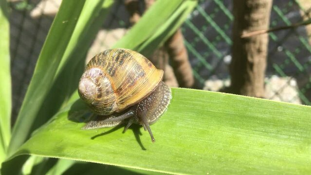 Snail (Helix Pomatia) slowly crawling on a dracena leaf in a backyard garden 