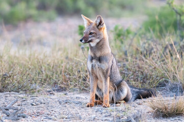 Pampas Grey fox in Pampas grass environment, La Pampa province, Patagonia, Argentina.