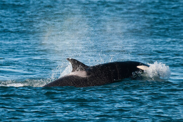 Killer whale hunting sea lions on the paragonian coast, Patagonia, Argentina
