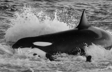 Killer whale hunting sea lions on the paragonian coast, Patagonia, Argentina © foto4440