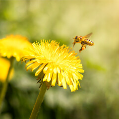 A bee collects honey from dandelions against the backdrop of blurry flowers in the sun.