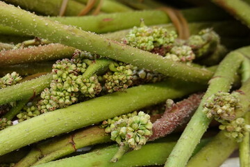 Rheum ribes L. is a perennial plant that belongs to the family of Polygonaceae, which is often used in traditional therapy because it possesses many bioactivities, such as antioxidant and antibacteria