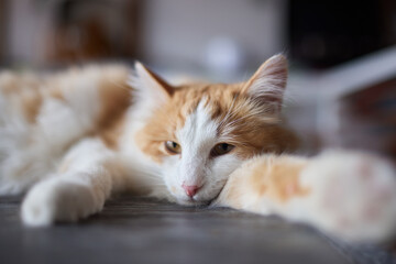 cat lying down on wooden table looking at camera.