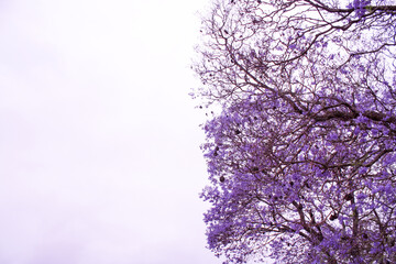 Closeup of a Purple Jacaranda Tree with a clear sky