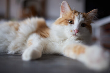 Fototapeta na wymiar cat lying down on wooden table looking at camera.