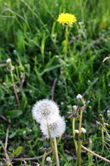 Dandelion flower and ripe fruits. Close-up of Dandelion clocks in the grass. Taraxacum officinale.