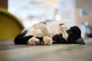 cat lying down on wooden table looking at camera.