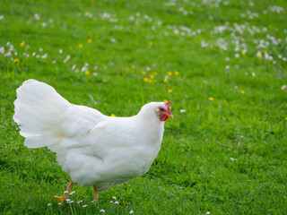 A white chicken walks leisurely on a green meadow