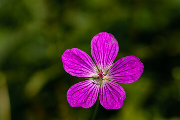 Fototapeta premium Geranium palustre flower in meadow, macro