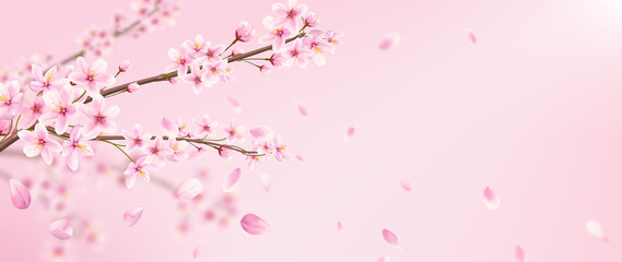 Art background with wild cherry flowers and petals in pink colors. Botanical banner with sakura branch for print design, packaging, decor, wallpaper. © VectorART