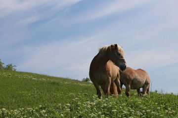 Fototapeta na wymiar two happy couples Horses