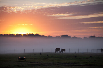 Beautiful Colorful Foggy Sunrise Agricultural Farm Landscape with Two Cows in a Pasutre