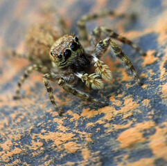 Jumping spider