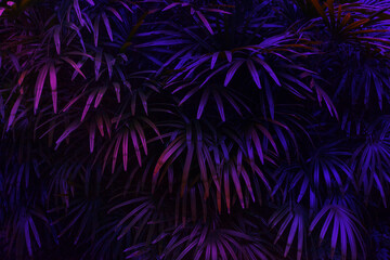 fluorescent floral tropical backgroun with blue and purple colors, nature