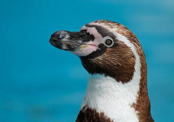 African Penguin - Spheniscus demersus - portrait in profile