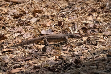 Bengal monitor, Varanus bengalensis, lizard walking in India
