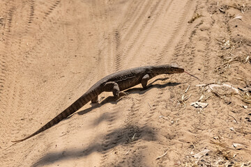 Bengal monitor, Varanus bengalensis, lizard walking in India
