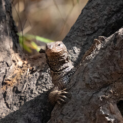Bengal monitor, Varanus bengalensis, lizard walking in India
