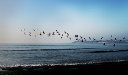 Effet double vision - vol d'oiseaux