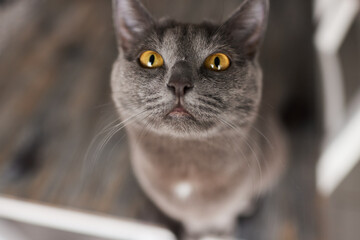 cat lying down on wooden table looking at camera.