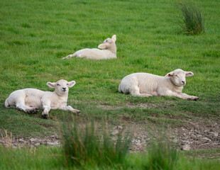 Obraz premium Lambs at Rest.
