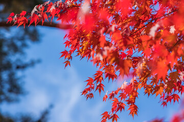 山梨県　広瀬ダムの紅葉