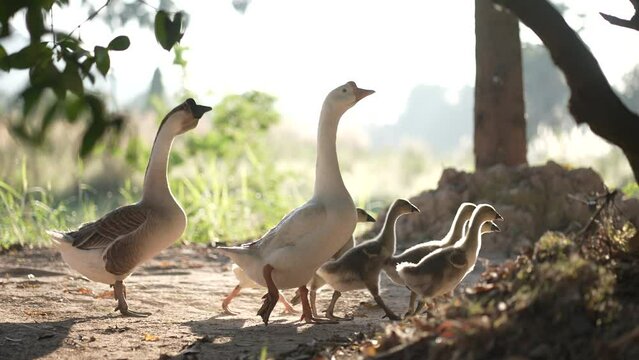 family of goose duck are walking in animal bird farm, nature wildlife having wing feather and beak, outdoor day shot in slow motion walk, grazing a grass and pet food