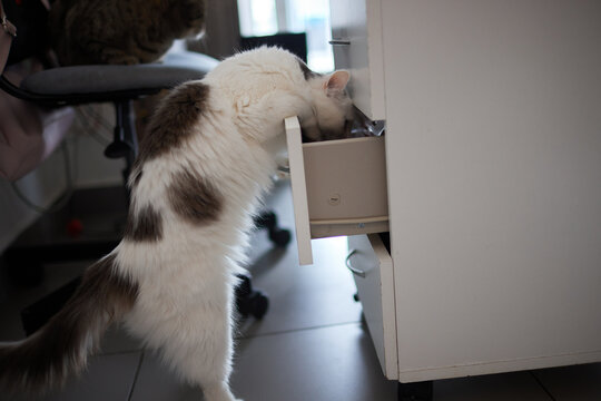 The striped cat looks into the open closet door.