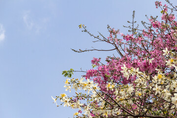 Detalhe de galhos de duas árvores diferentes, cheios de flores.  Ceiba glaziovii e Ceiba speciosa. Vulgarmente conhecidas como 